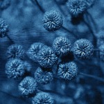 1_Lee-Anne_Schmidt_OUTBACK_BLUE